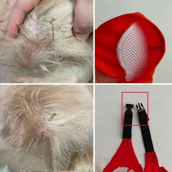 Ellbogenstütze für Hunde – Schmerzschutz und Komfort