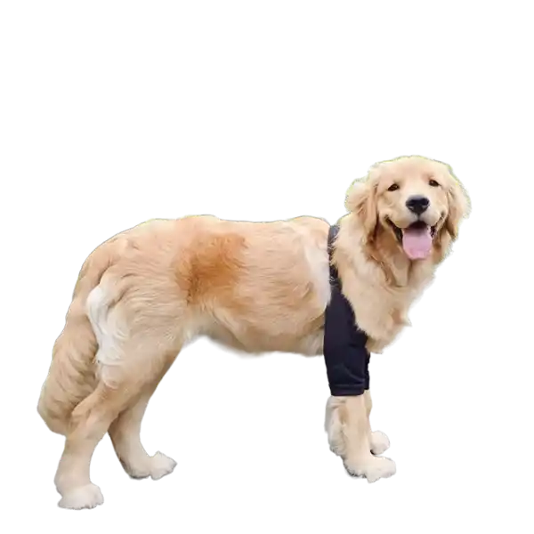 Ellbogenstütze für Hunde – Schmerzschutz und Komfort