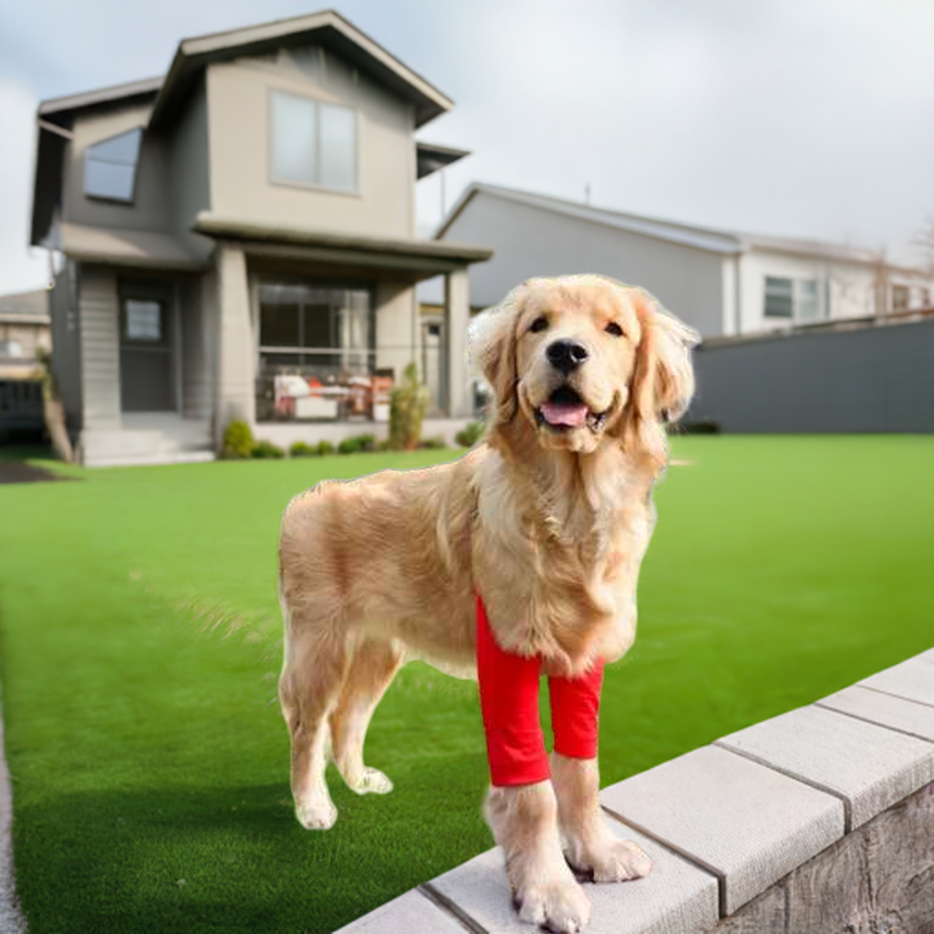 Ellbogenstütze für Hunde – Schmerzschutz und Komfort