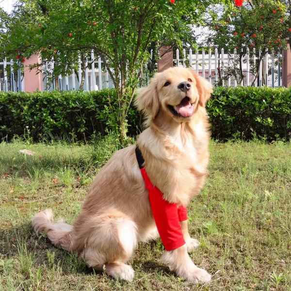 Ellbogenstütze für Hunde – Schmerzschutz und Komfort